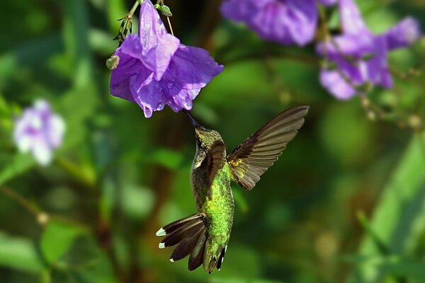 A hummingbird bird flew up to the flowers