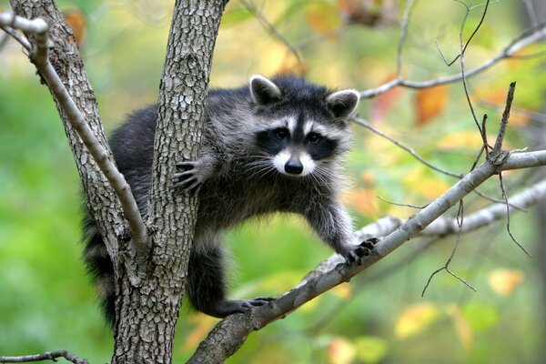 Raccoon on a tree in nature