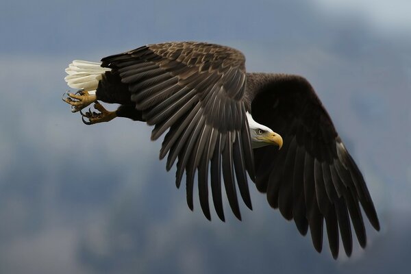 Aigle avec de grandes ailes et un regard redoutable