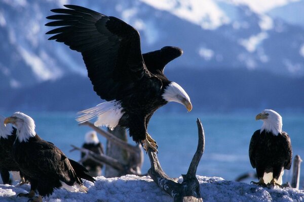 Plusieurs aigles dans les montagnes enneigées