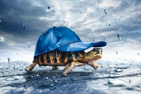 Creative photos de tortue dans le chapeau