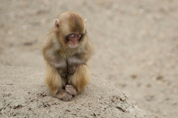 The little monkey sleeps sitting down