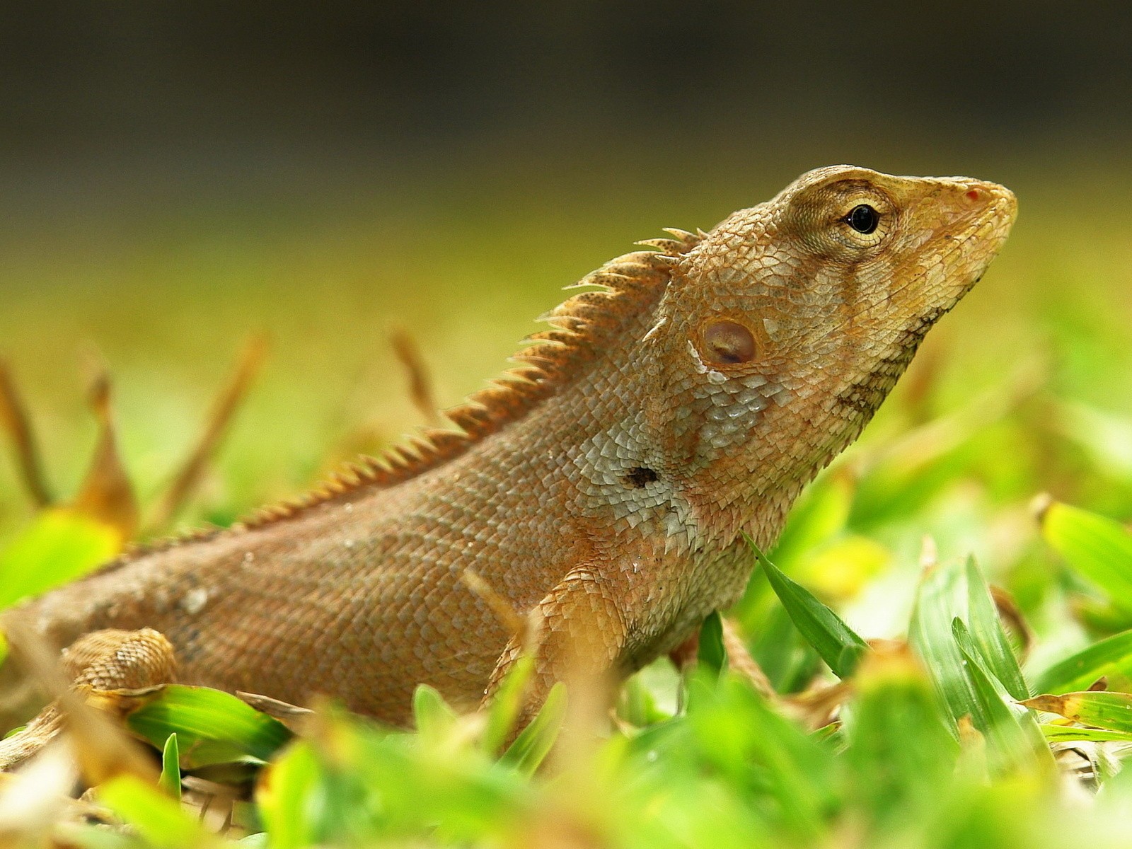 lizard grass big-eyed beautiful