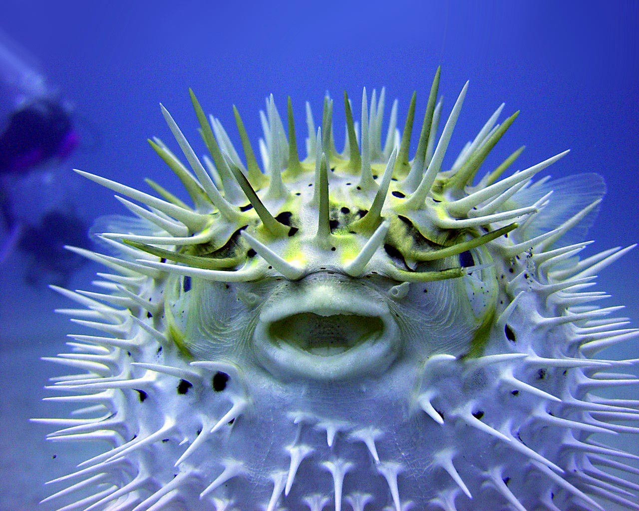 fugu pescado agua