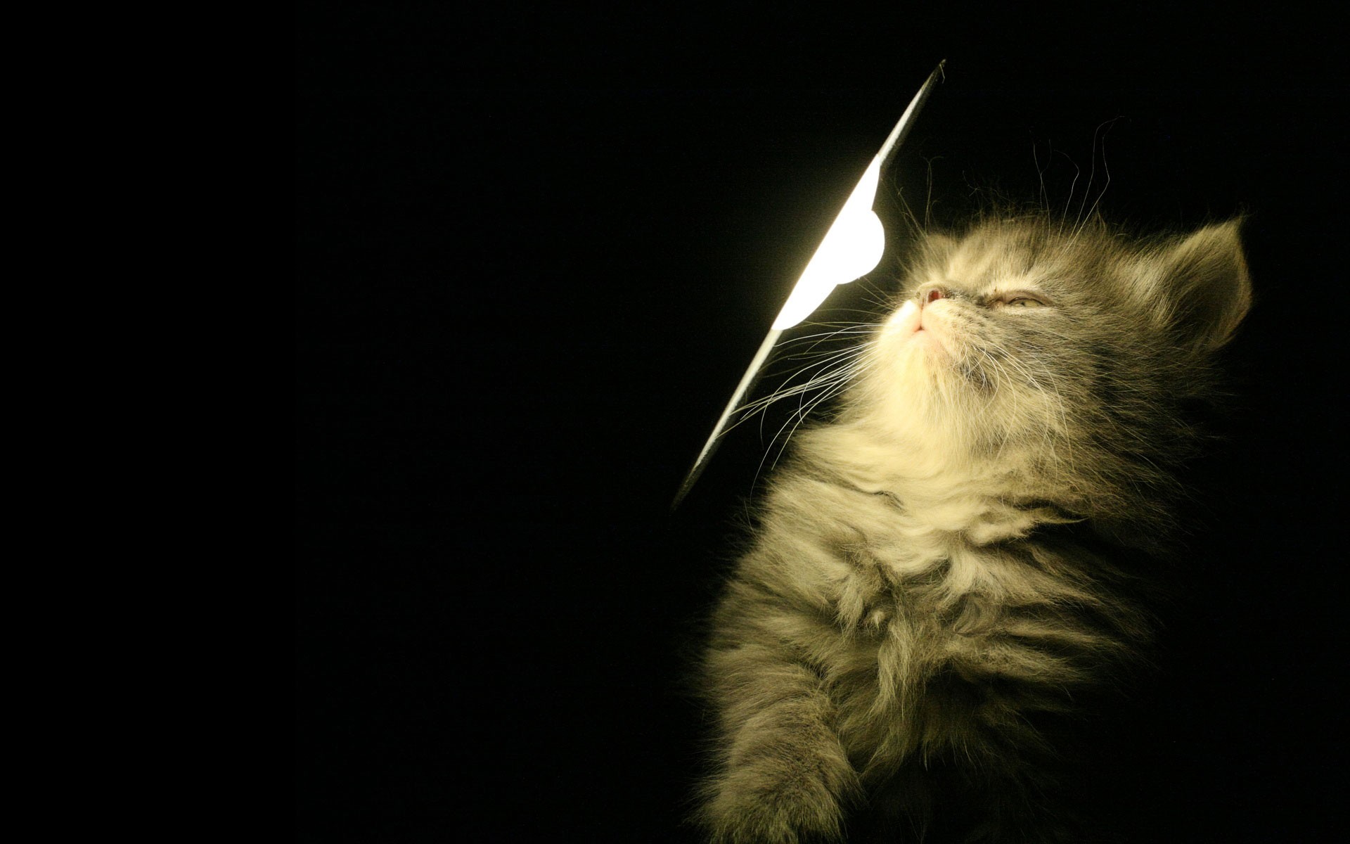 kitten lamp light