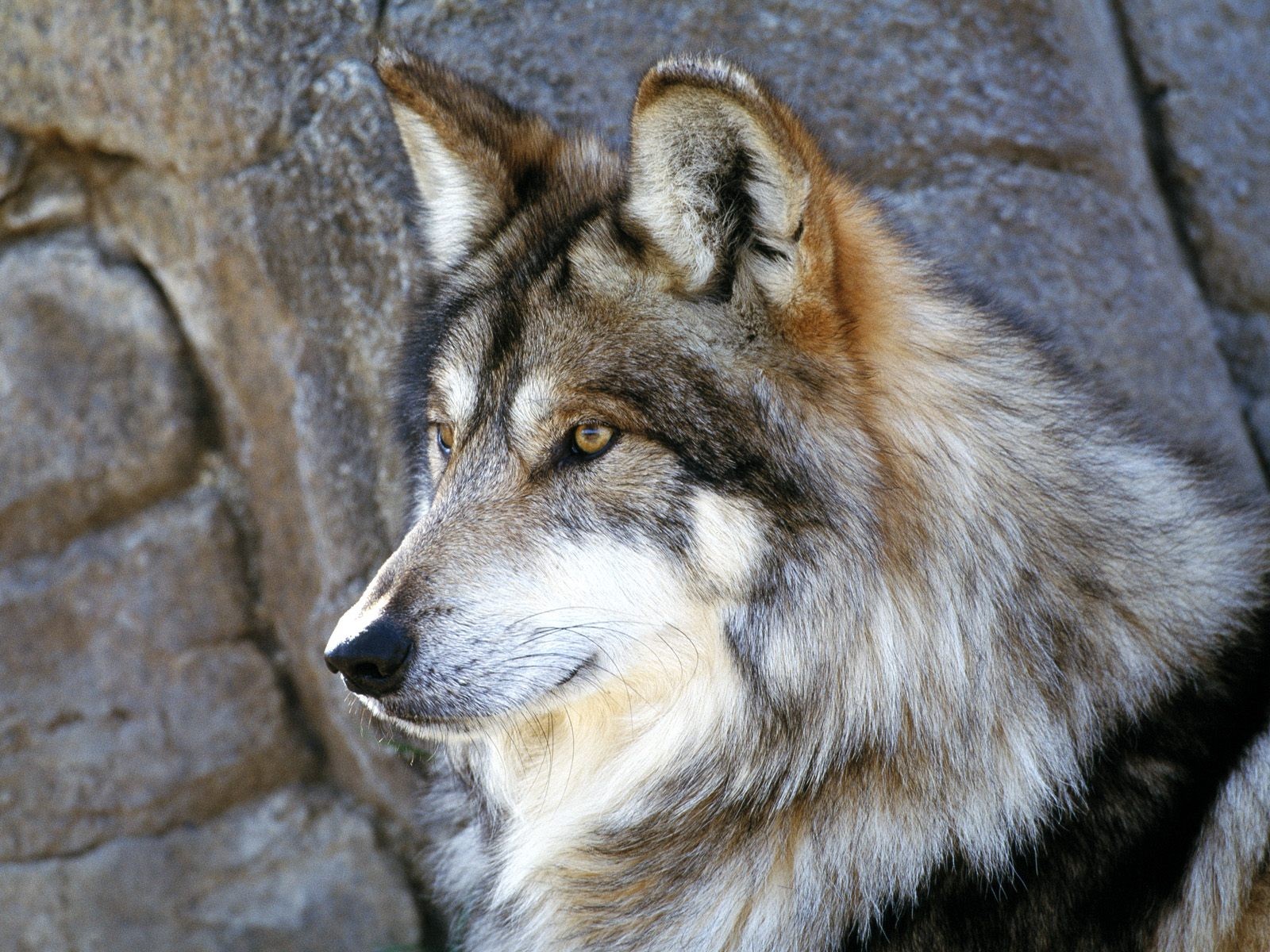 mexicain loup il y a des loups au mexique?