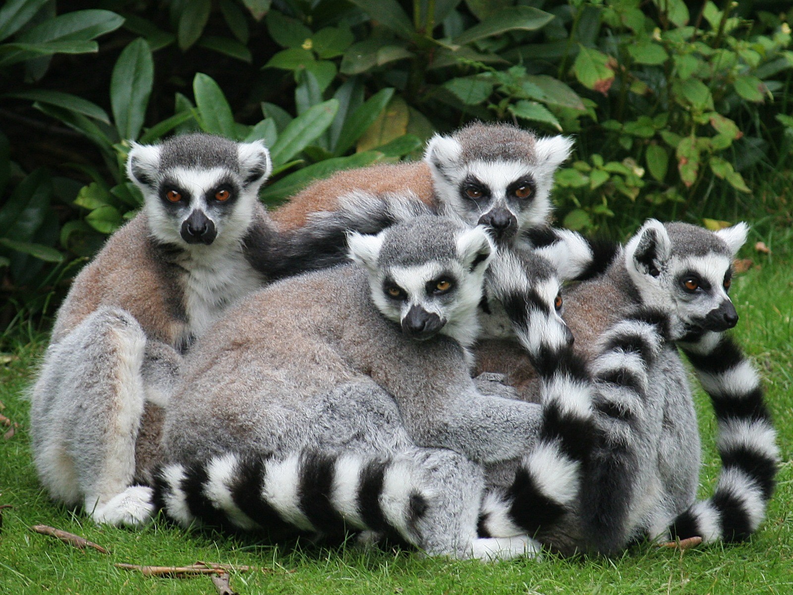 limours famille animaux herbe