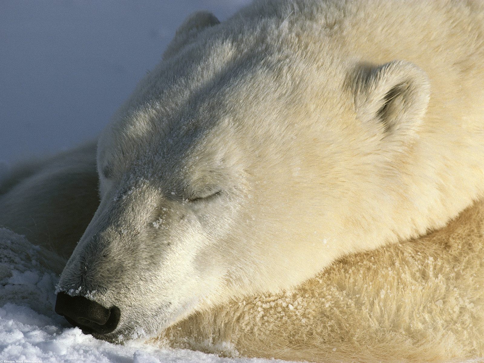 eisbär schläft schnee schlafen