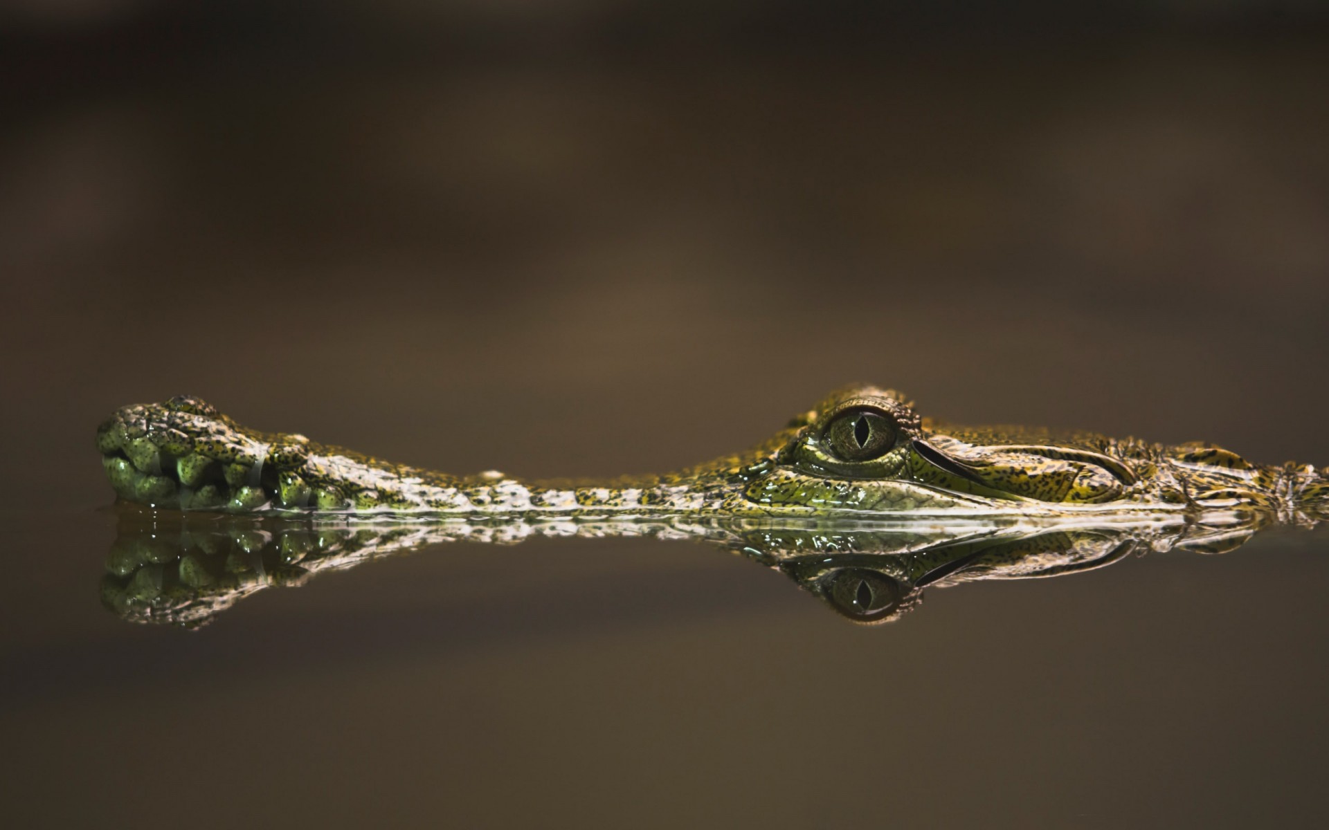 crocodile water nostrils and eye