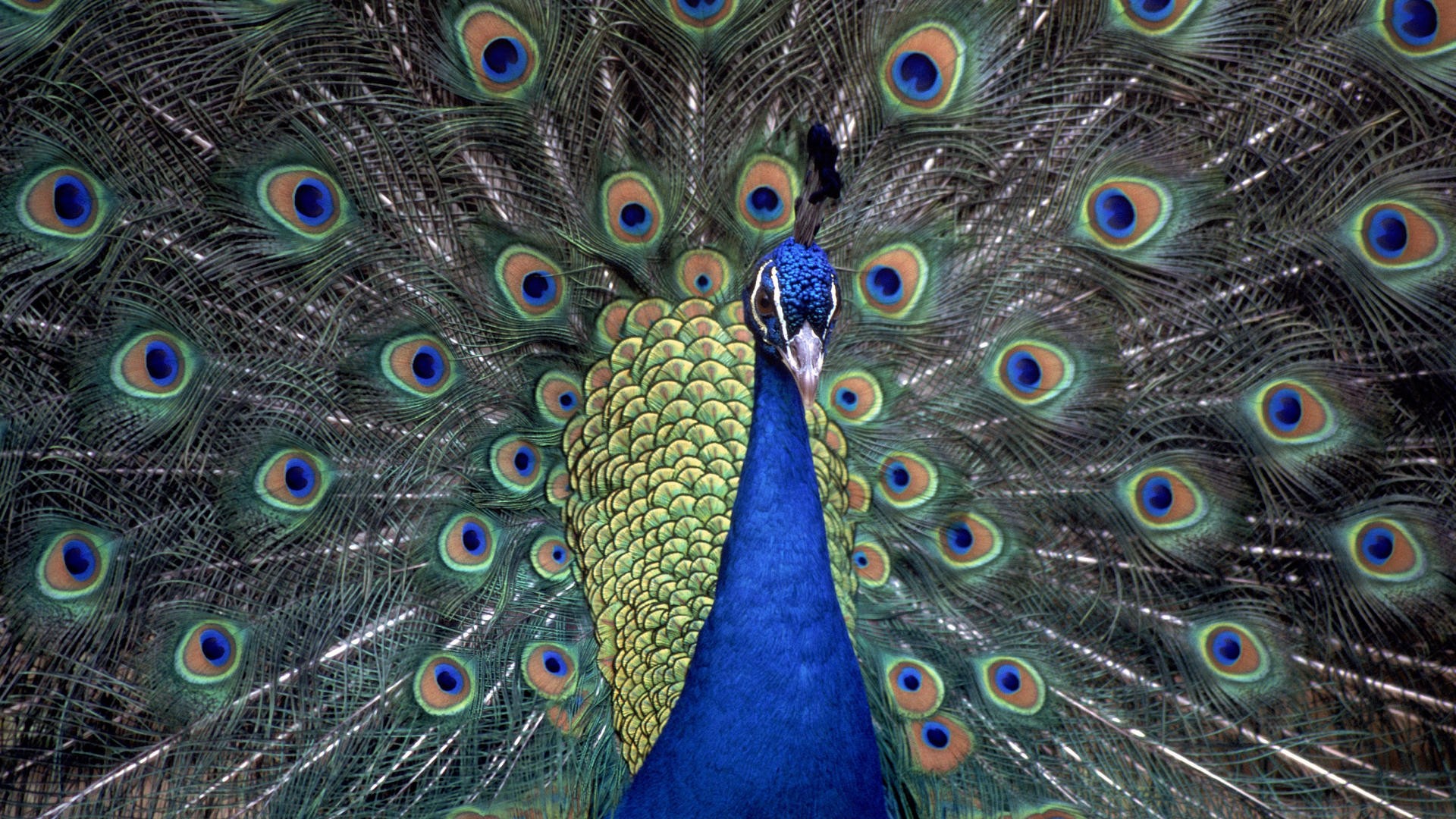 peacock feathers tail