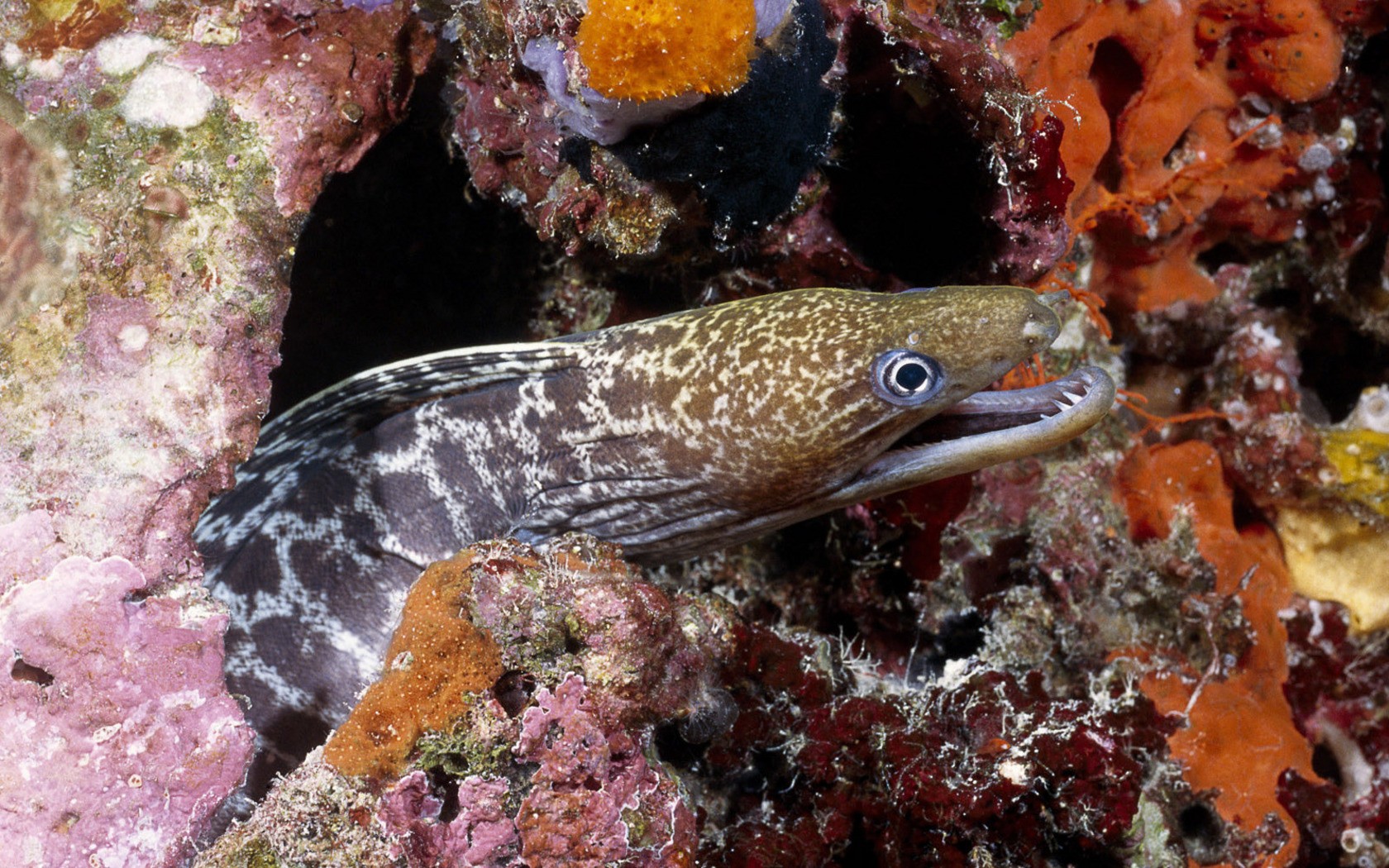 moray ambush coral