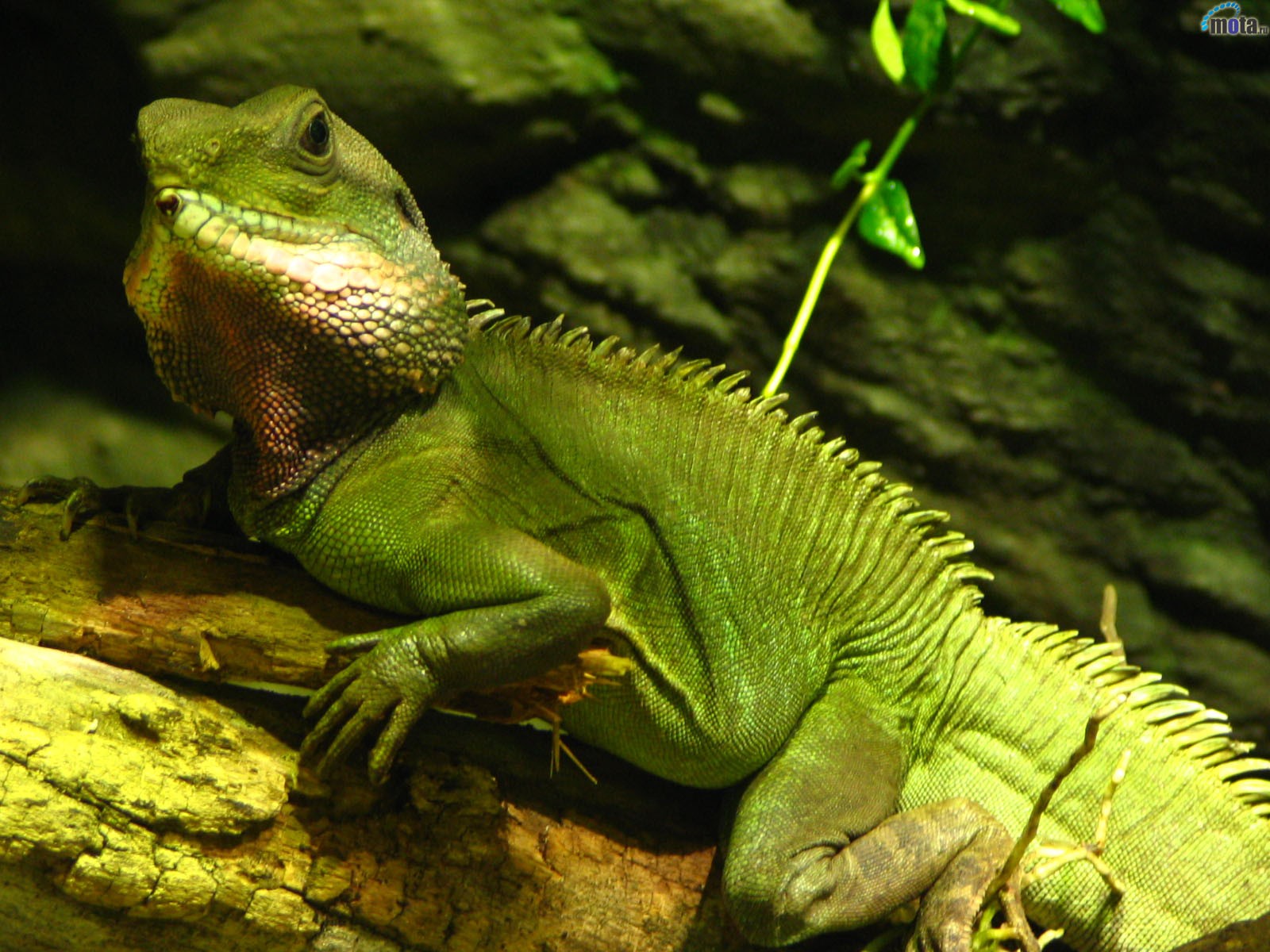 lagarto verde árbol hojas