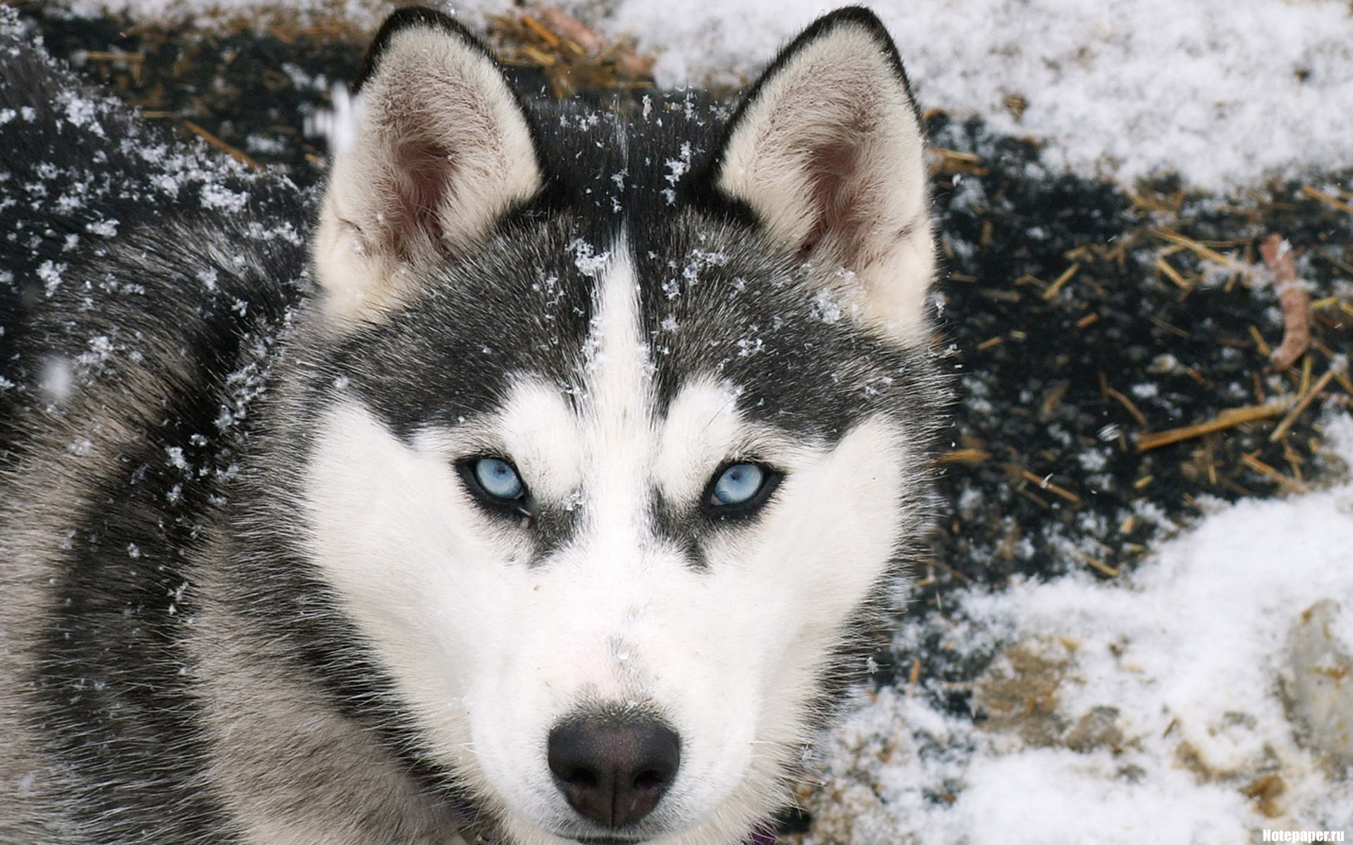 winter norden laika