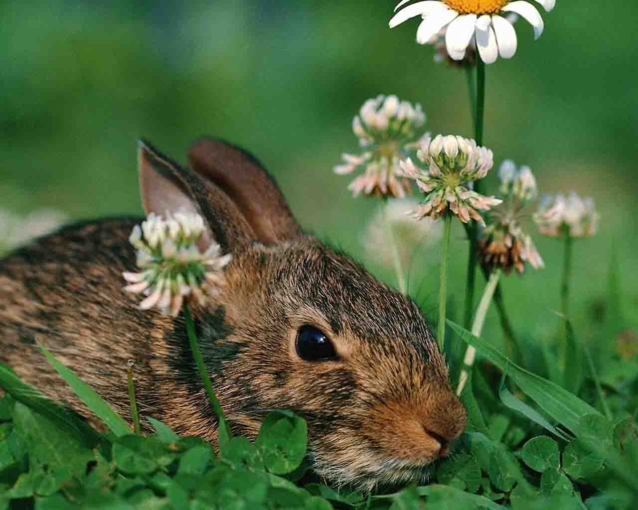 kroll daisy hare