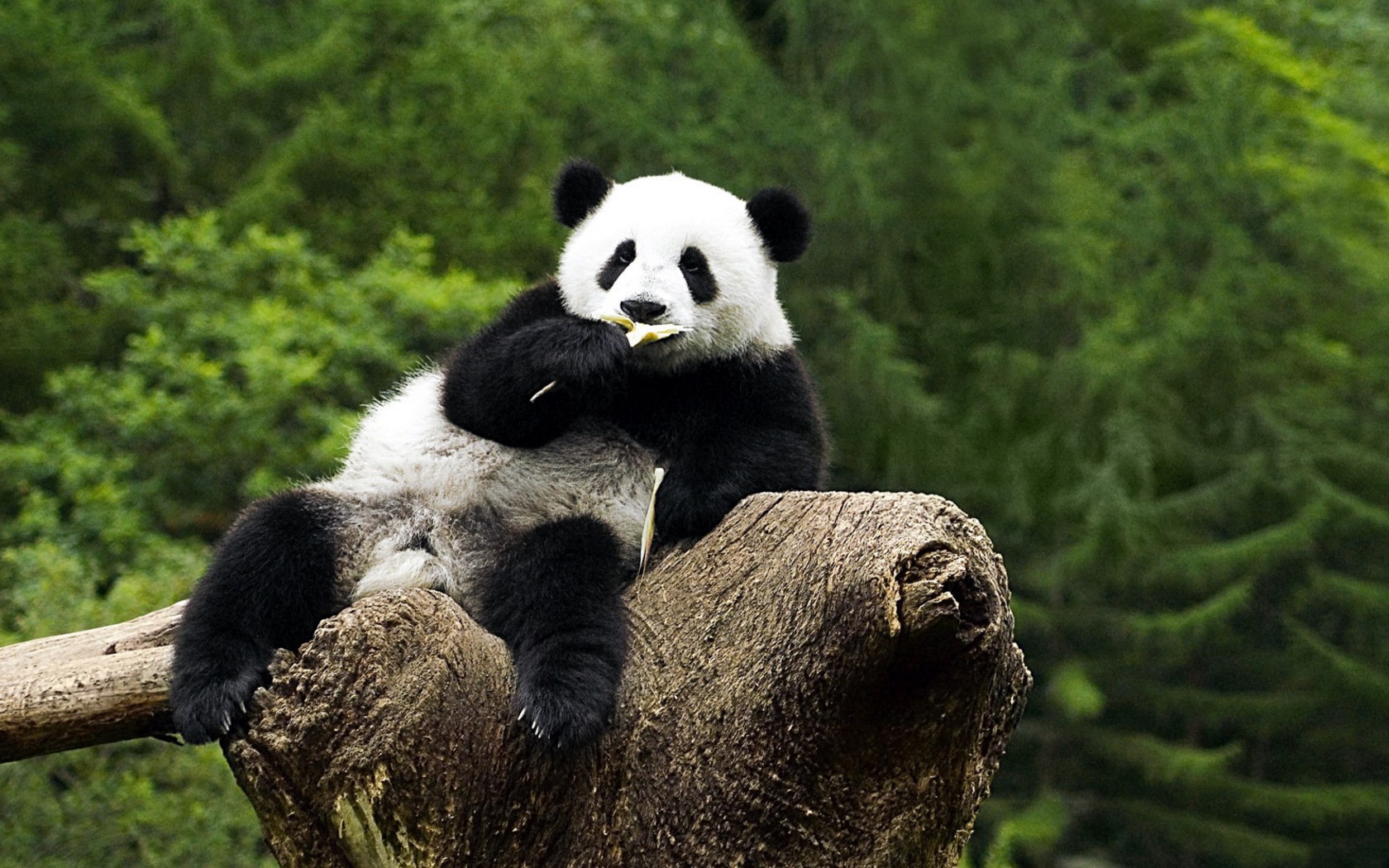 animales panda en el árbol mastica