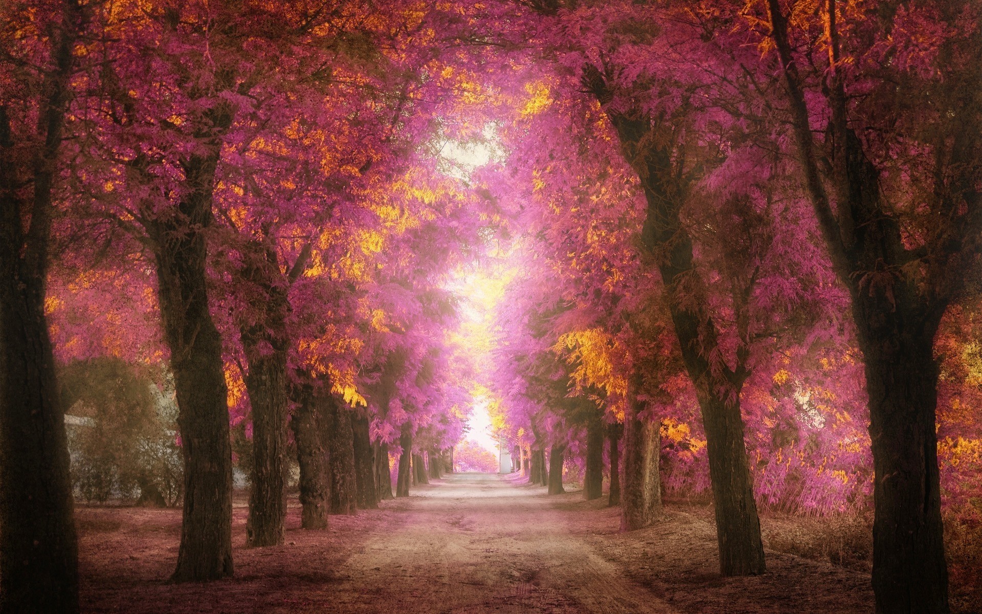 blatt bäume rosa park gasse weg behandlung