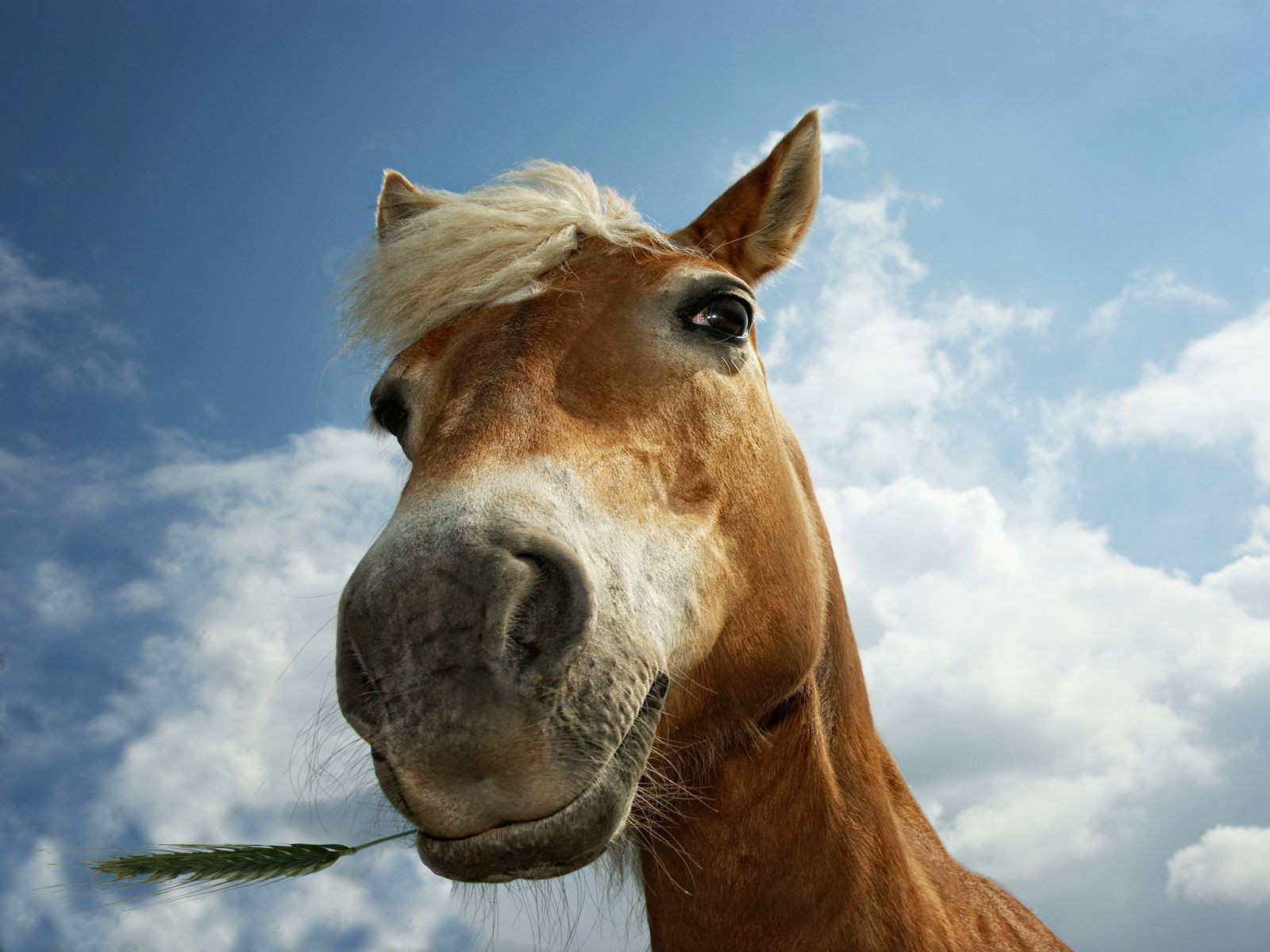 chevaux museau oreille