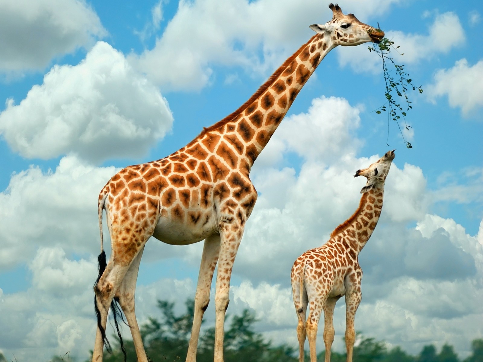 girafes alimentation safari