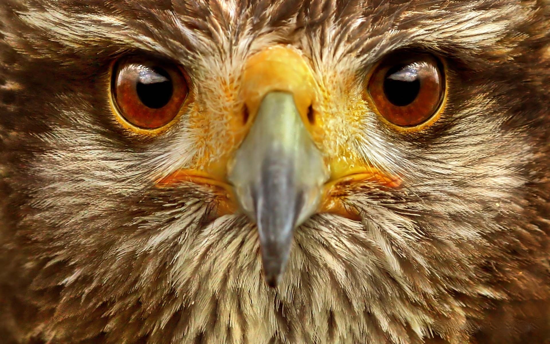 aigle yeux oiseau