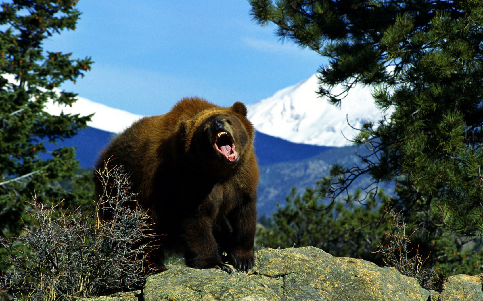 animali marrone orso natura