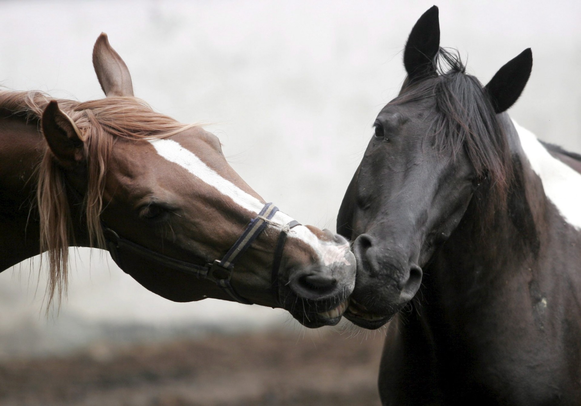 cavallo cura muso