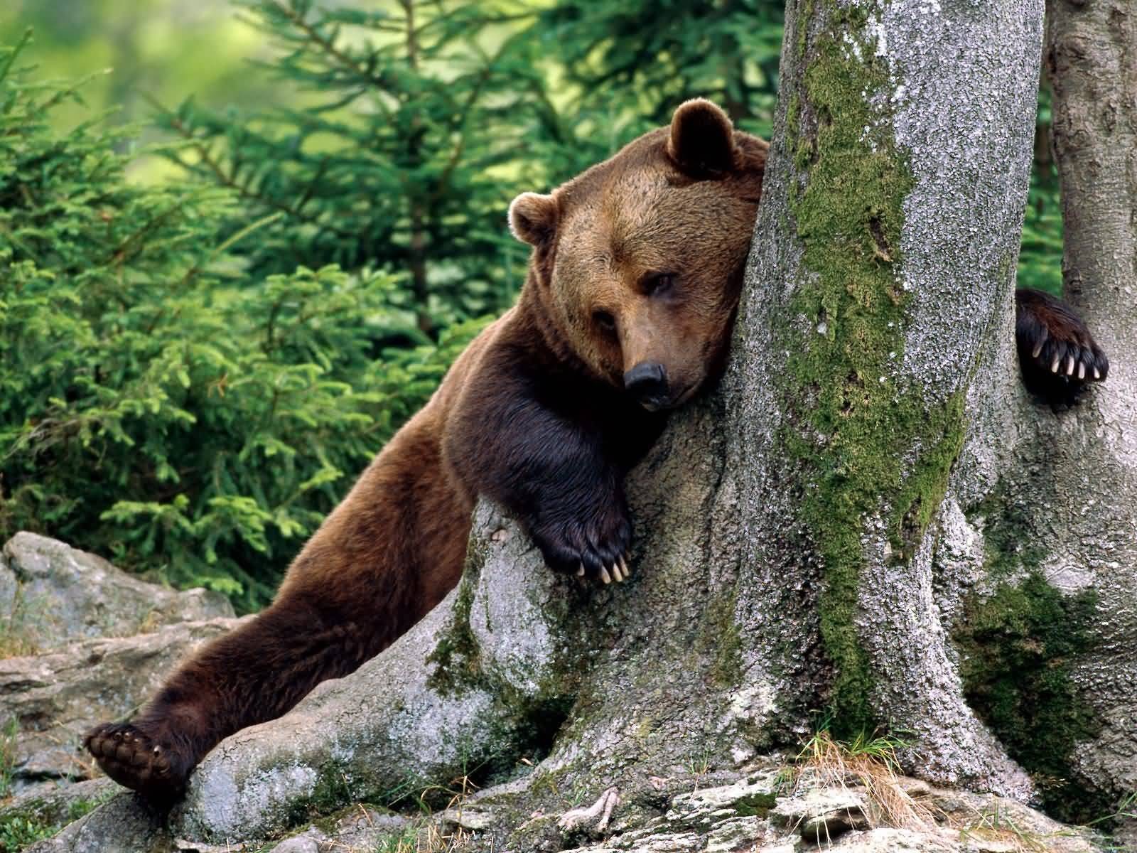 brown bear tree