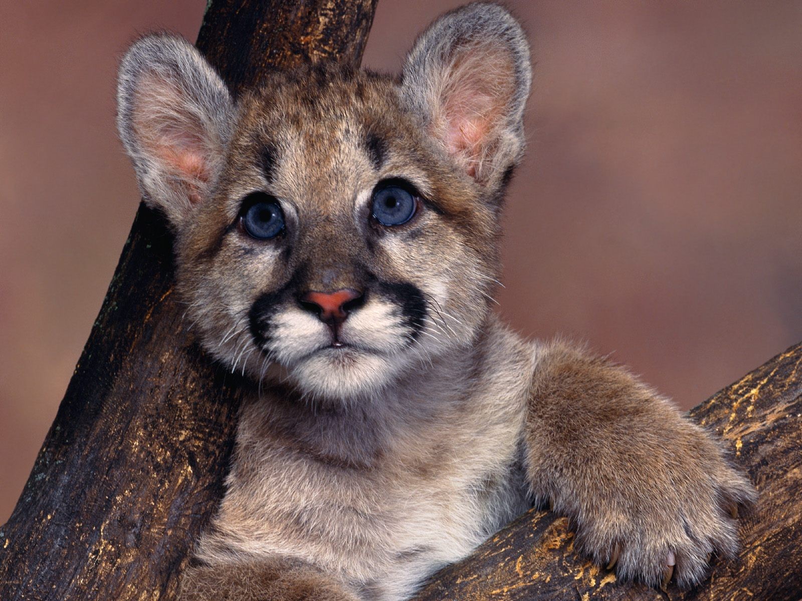 puma ojos azules