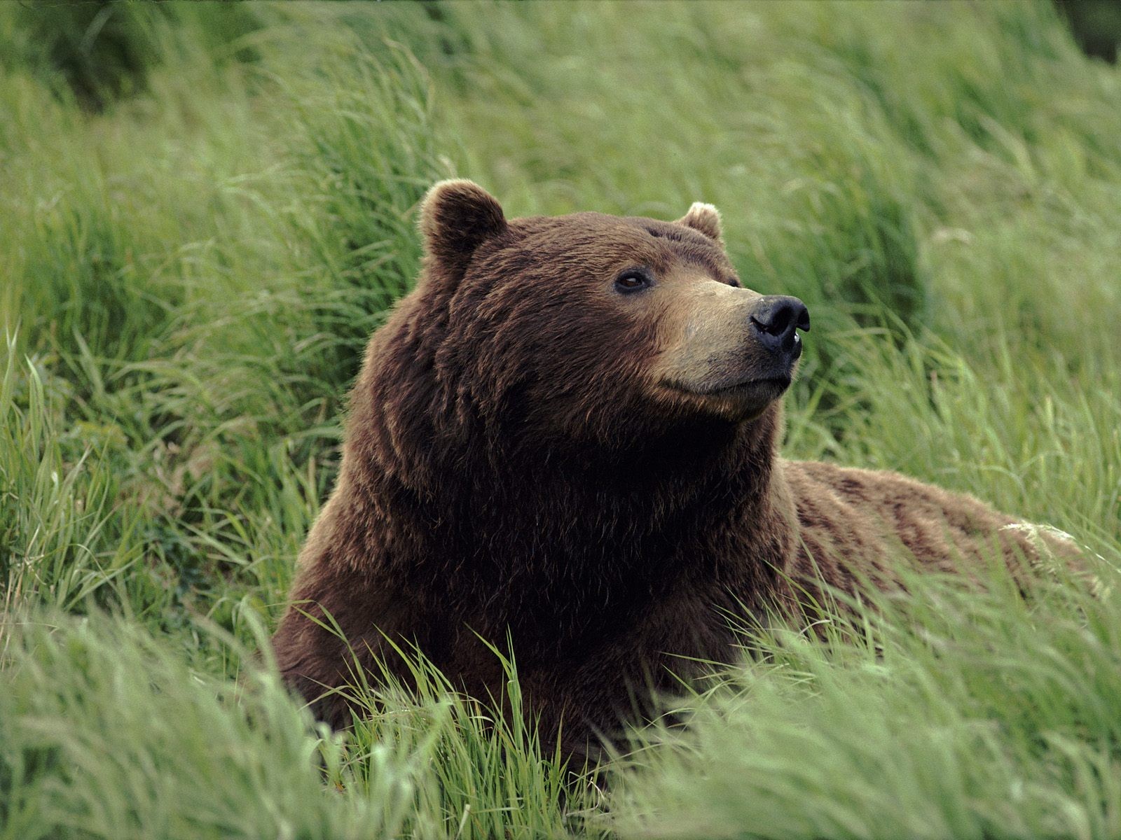 ours herbe odeur