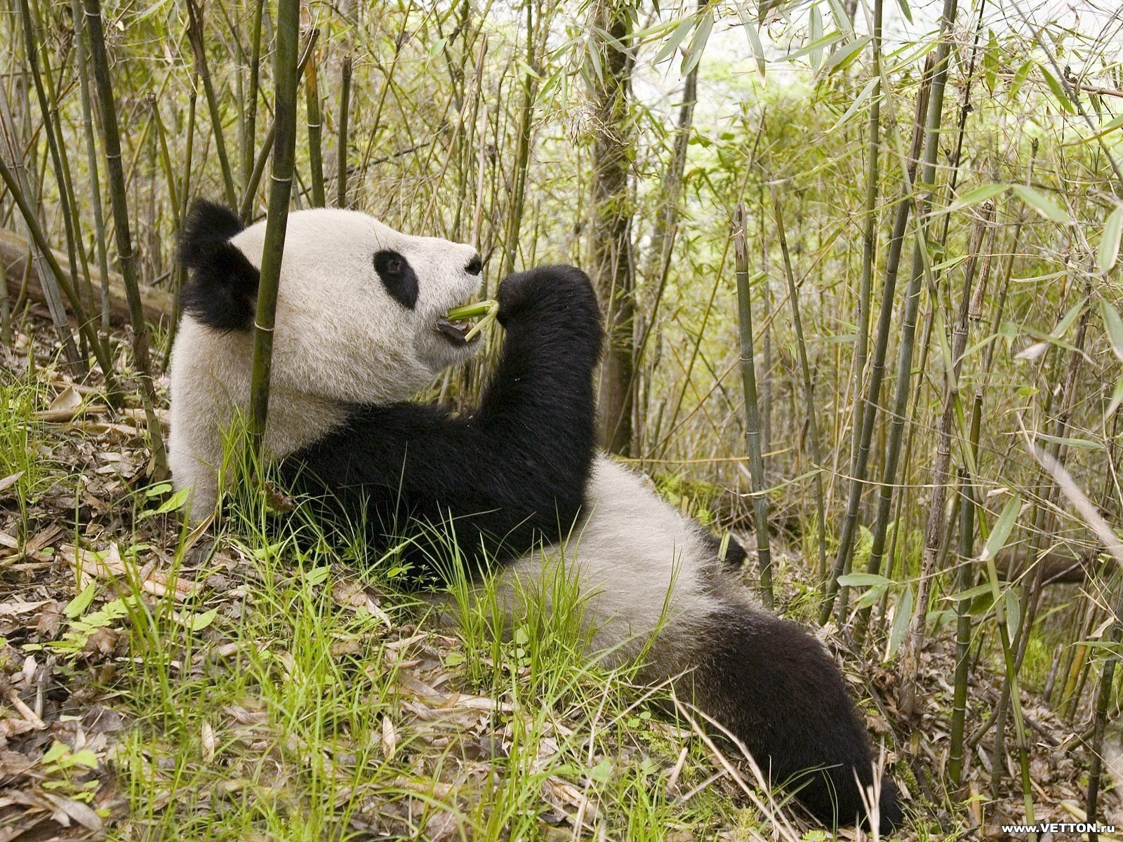 panda bambou élévation