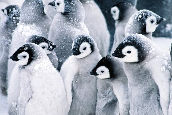 Cute penguins bask under the snow