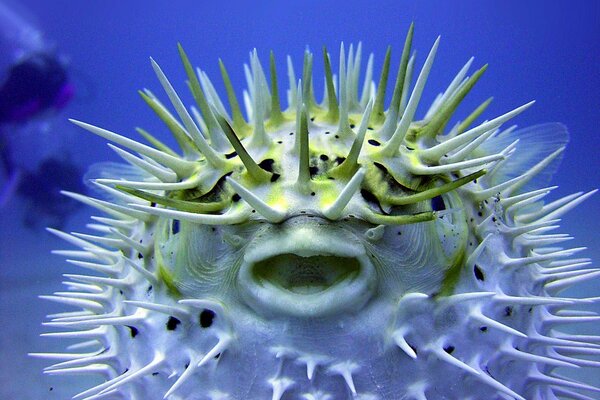 Photos of puffer fish under water