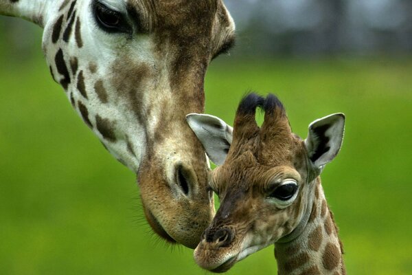 Mother giraffe and cute giraffe