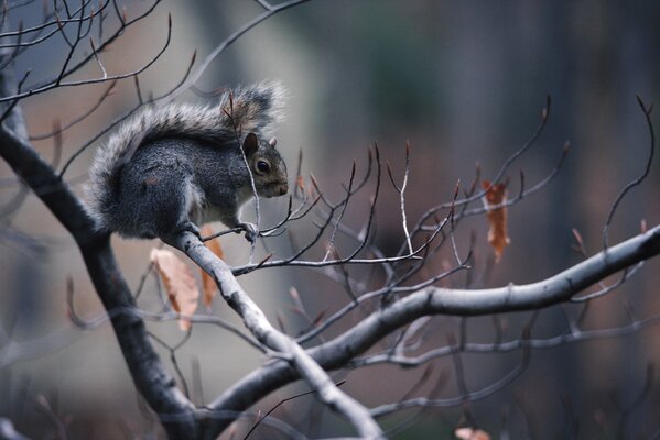 A squirrel is sitting on a bare branch