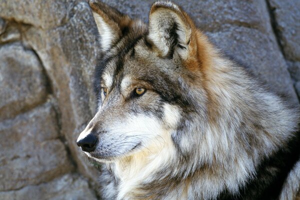 A beautiful Mexican wolf exists