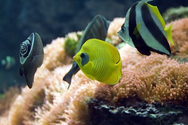 Beautiful aquarium fish on the background of seaweed