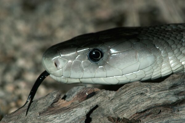 A snake crawls on a tree