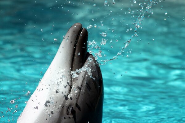 Dolphin emerges with splashes from the water