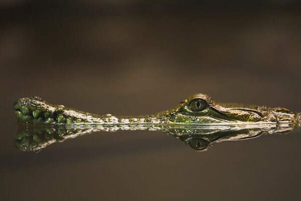 The crocodile s head barely peeks out of the water