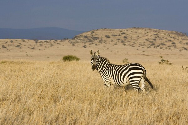 Zebra zobaczyła operatora