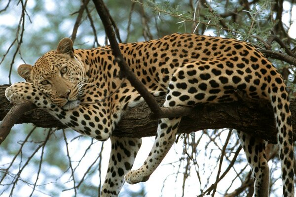 Leopard liegt auf einem niedlichen Ast