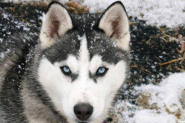 Neige Laika alerte et regarde