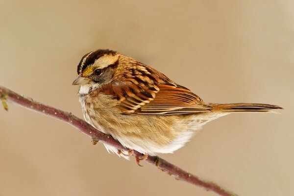 Moineau assis sur une branche