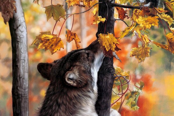 Gray wolf in the autumn forest