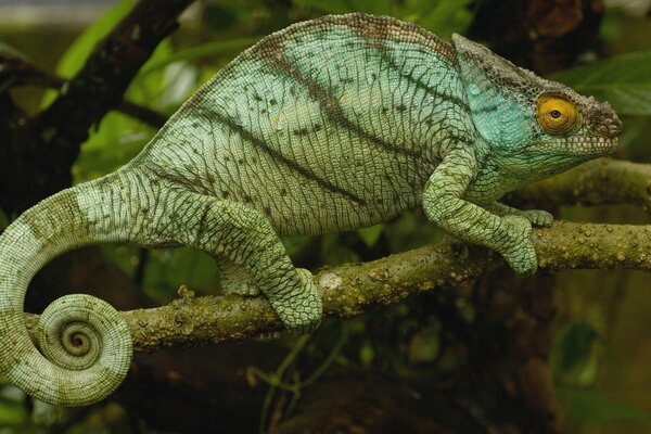 Foto de un camaleón en una rama en Madagascar