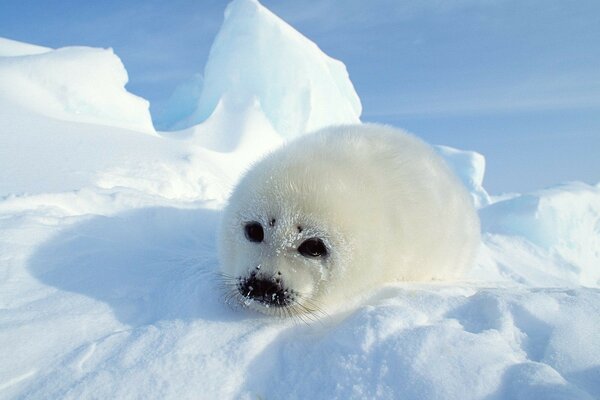 Petit phoque dans la neige