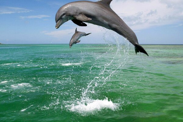 Dolphins while jumping out of the water