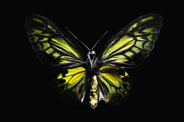 Papillon avec des ailes vert-jaune sur fond noir