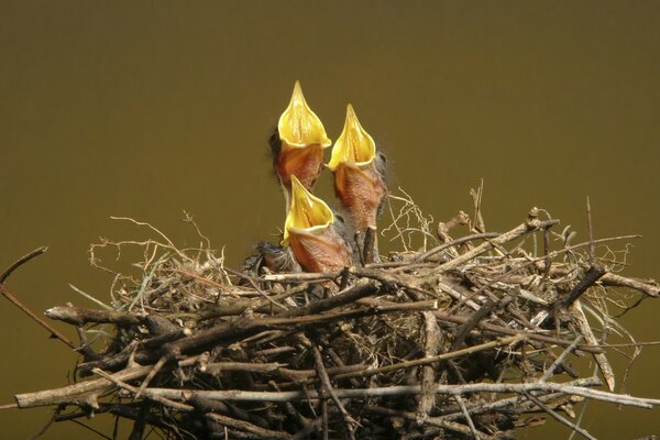 Chicas hambrientas esperando madres con comida