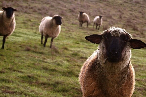 Moutons drôles sur le pâturage