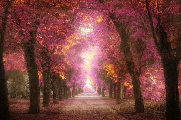 Camino entre los árboles con follaje de otoño